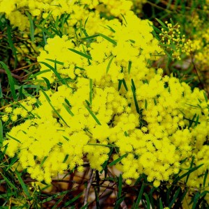 Acacia hibernia (haie defensive)